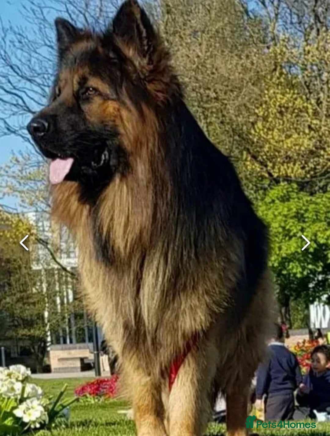 German Shepherd dogs for stud: Best blood stud - Image 9