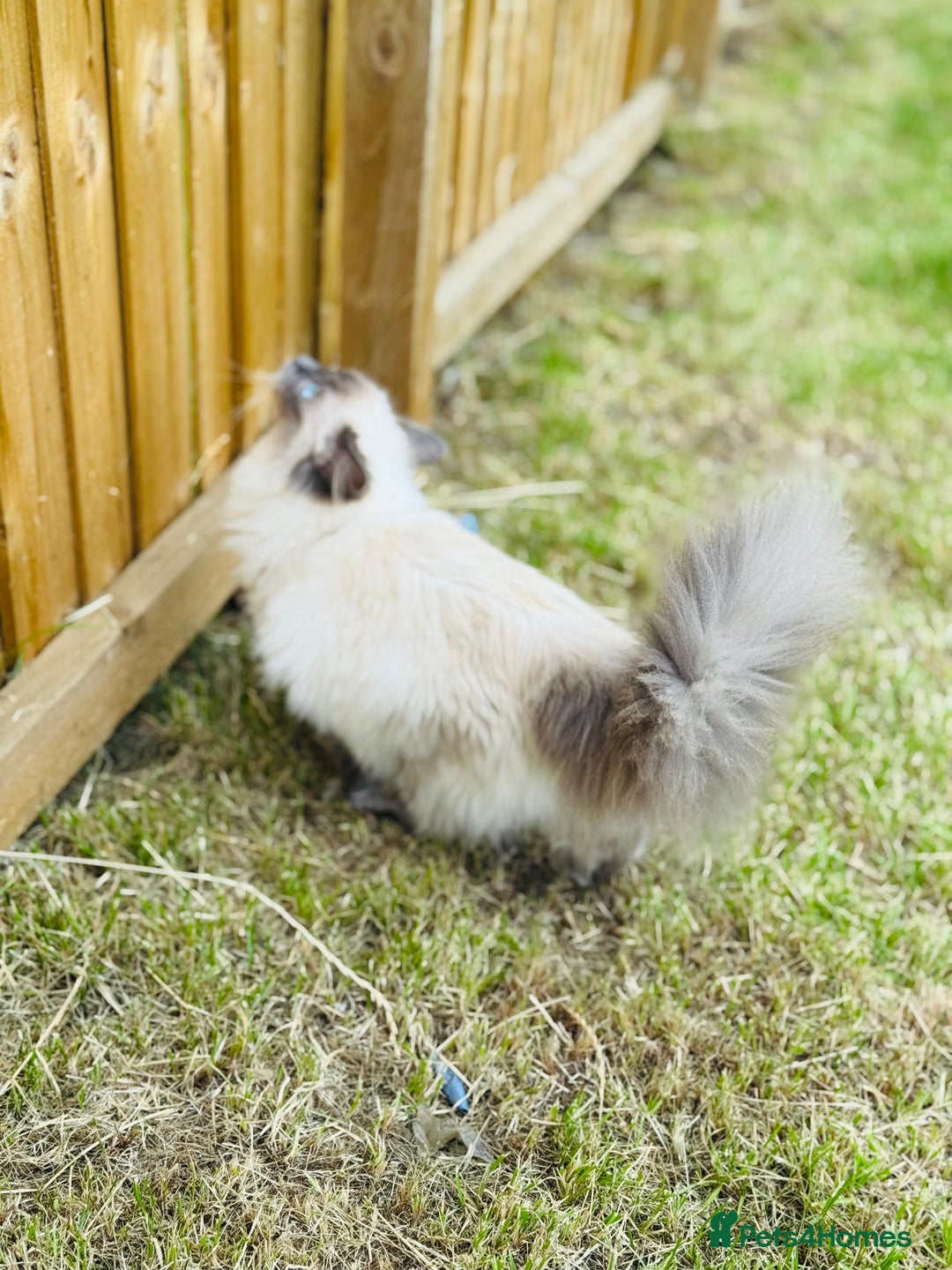 Ragdoll cats for sale: Beautiful 9 month blue point ragdoll for rehoming  - Image 4