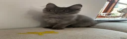Maine Coon cats for sale: TICA Registered Maine Coon Kitten Female  - Advert 12
