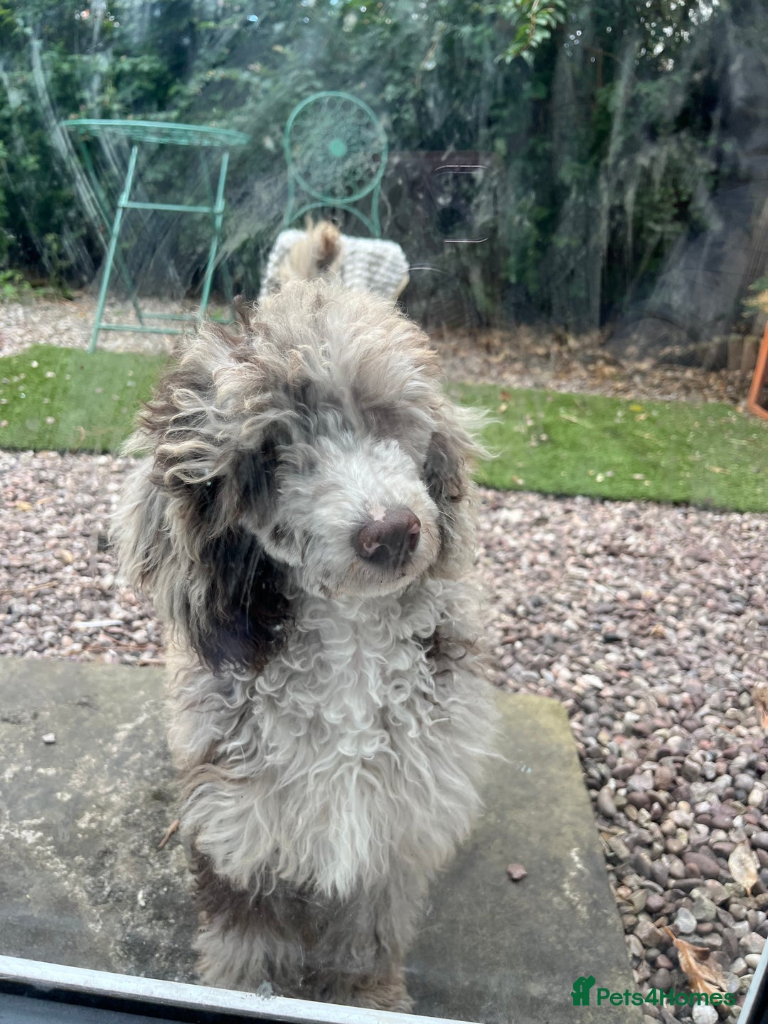 Miniature Poodle dogs for sale: Merle poodle baby - Image 8