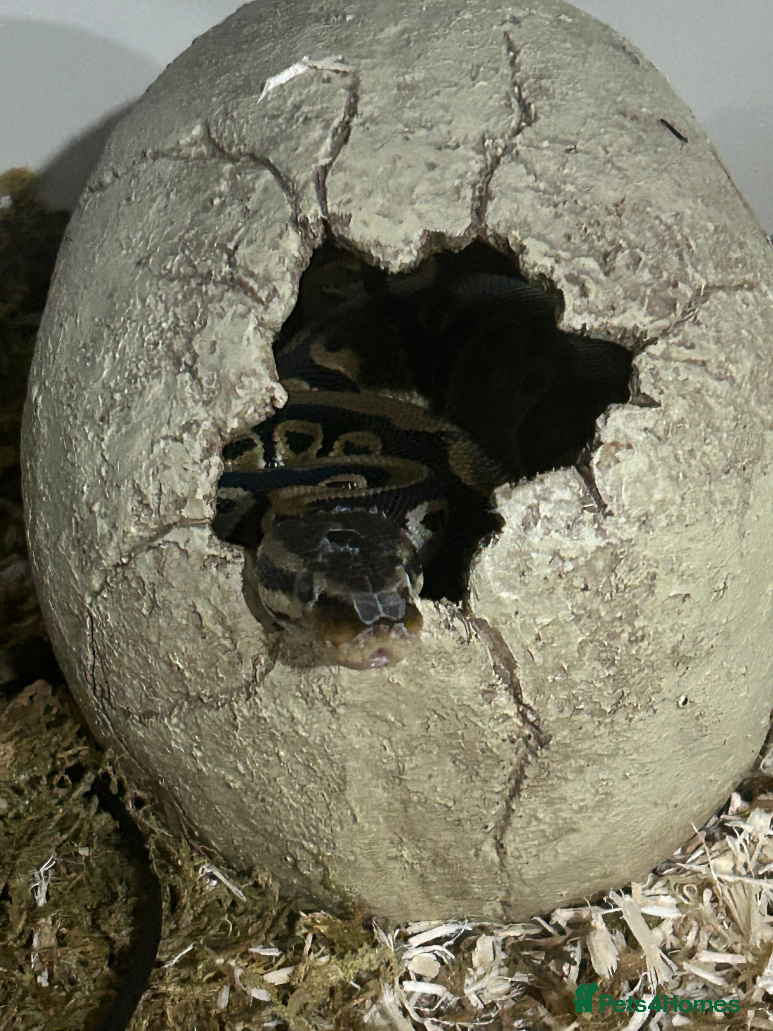 Python Snake reptiles Male python 5 months old - Advert 2