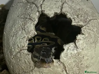 Python Snake reptiles Male python 5 months old - Advert 10