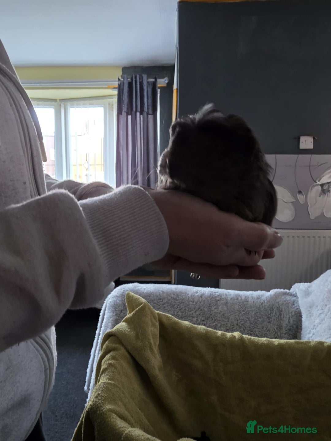 Guinea Pig rodents for sale: 3 sows - Advert 5