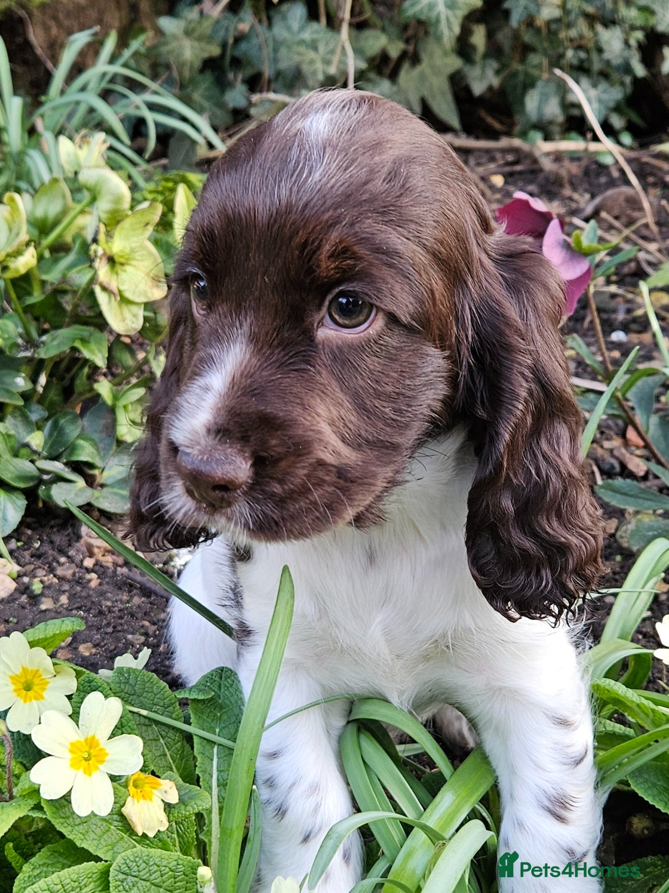 Cocker Spaniel dogs Gorgeous Show type Cocker Spaniel puppies - Advert 1
