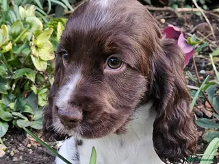 Cocker Spaniel dogs Gorgeous Show type Cocker Spaniel puppies - Advert 8