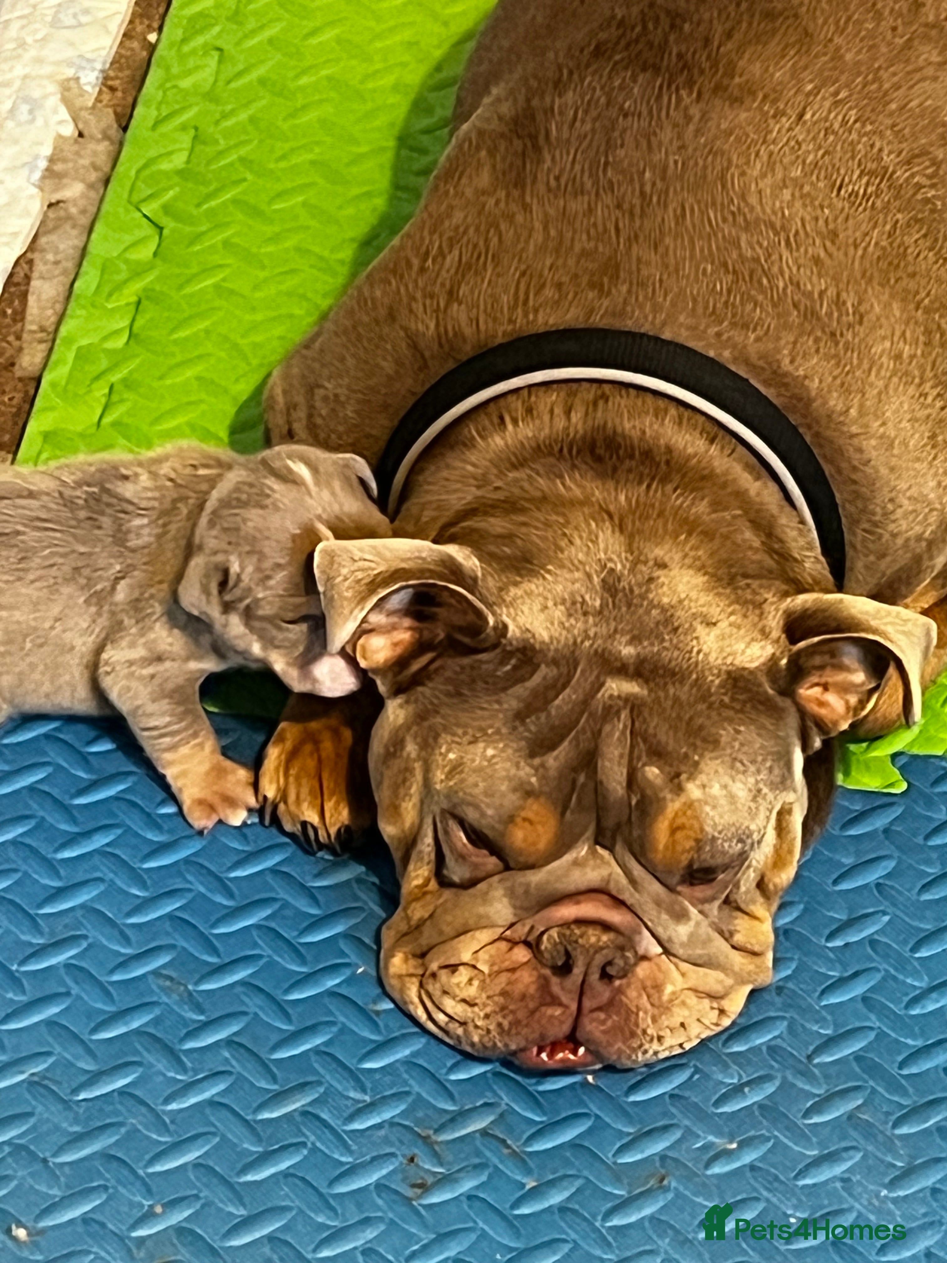 English Bulldog dogs Beautiful English bulldog pup - Advert 3