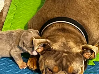 English Bulldog dogs Beautiful English bulldog pup - Advert 5