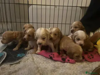 Mixed Breed dogs Apricot Cockapoo puppies ready 6th march NEW VIDEO - Advert 6