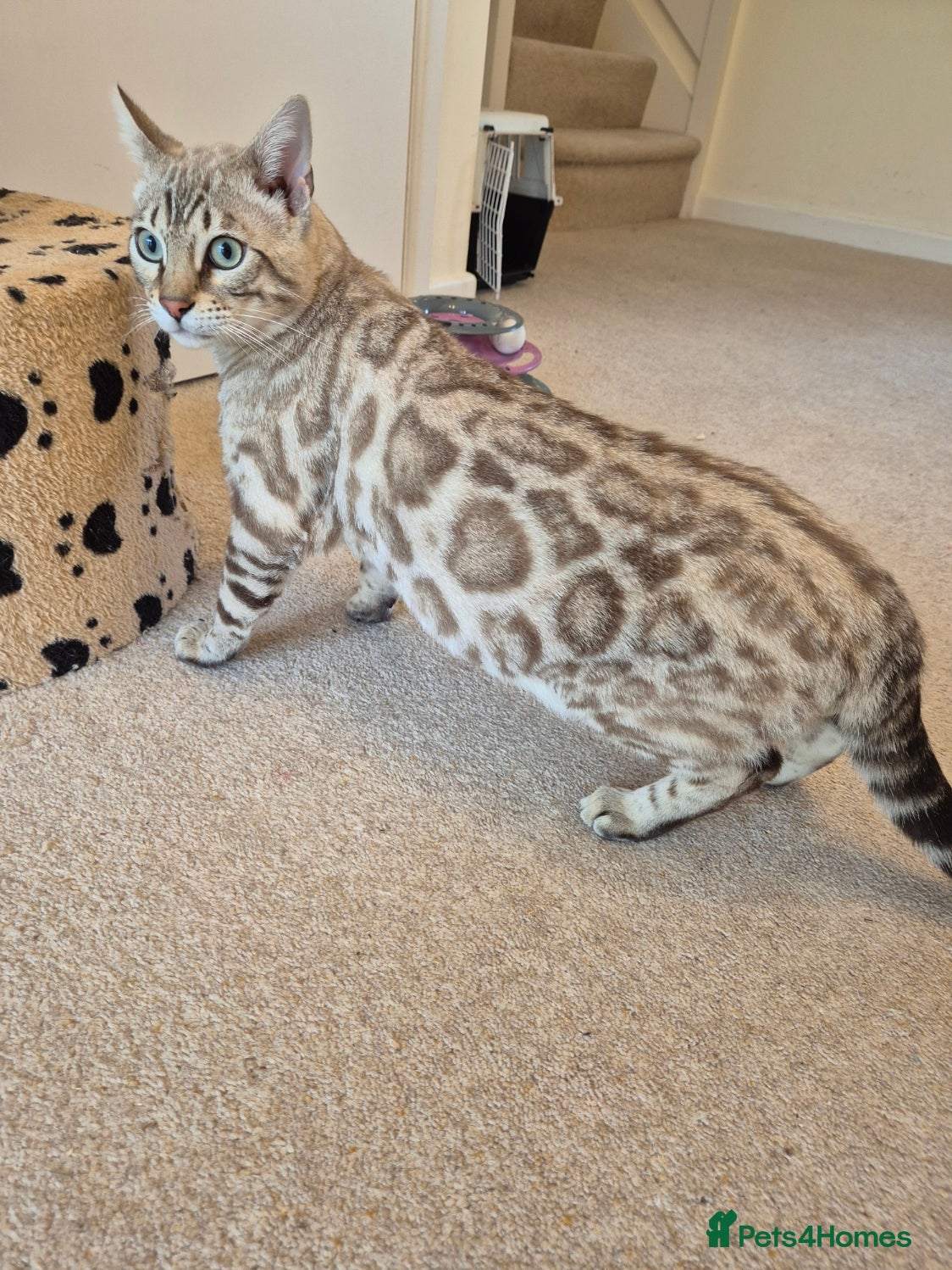Bengal cats Seal Mink Rosetted Male Bengal - stud - Advert 15