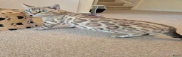Bengal cats for sale: Seal Mink Rosetted Male Bengal - stud - Advert 1