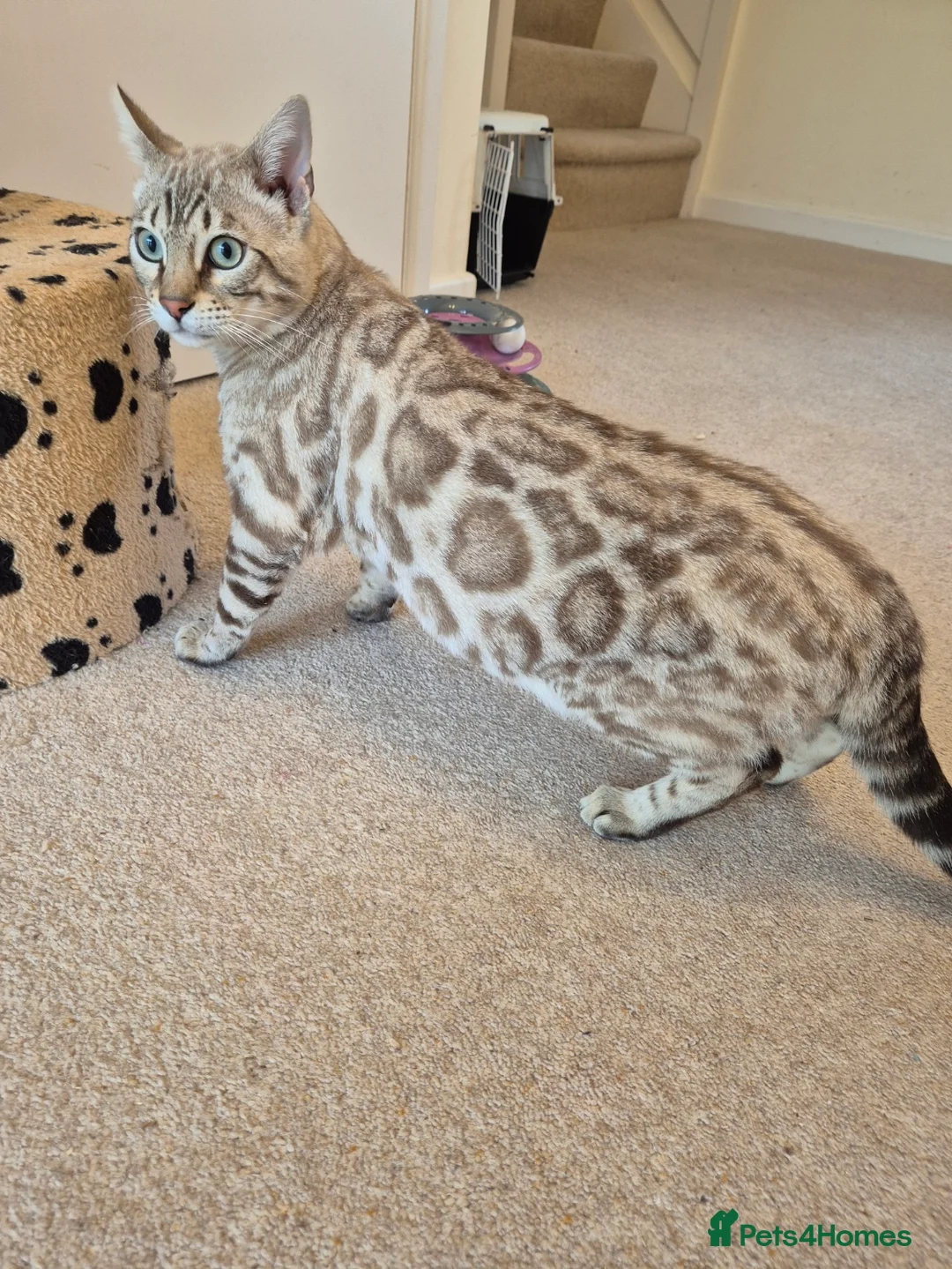 Bengal cats for sale: Seal Mink Rosetted Male Bengal - stud - Advert 1