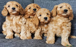 Cockapoo dogs for sale: Outstanding quality F1 Cockapoo pups  - Image 8
