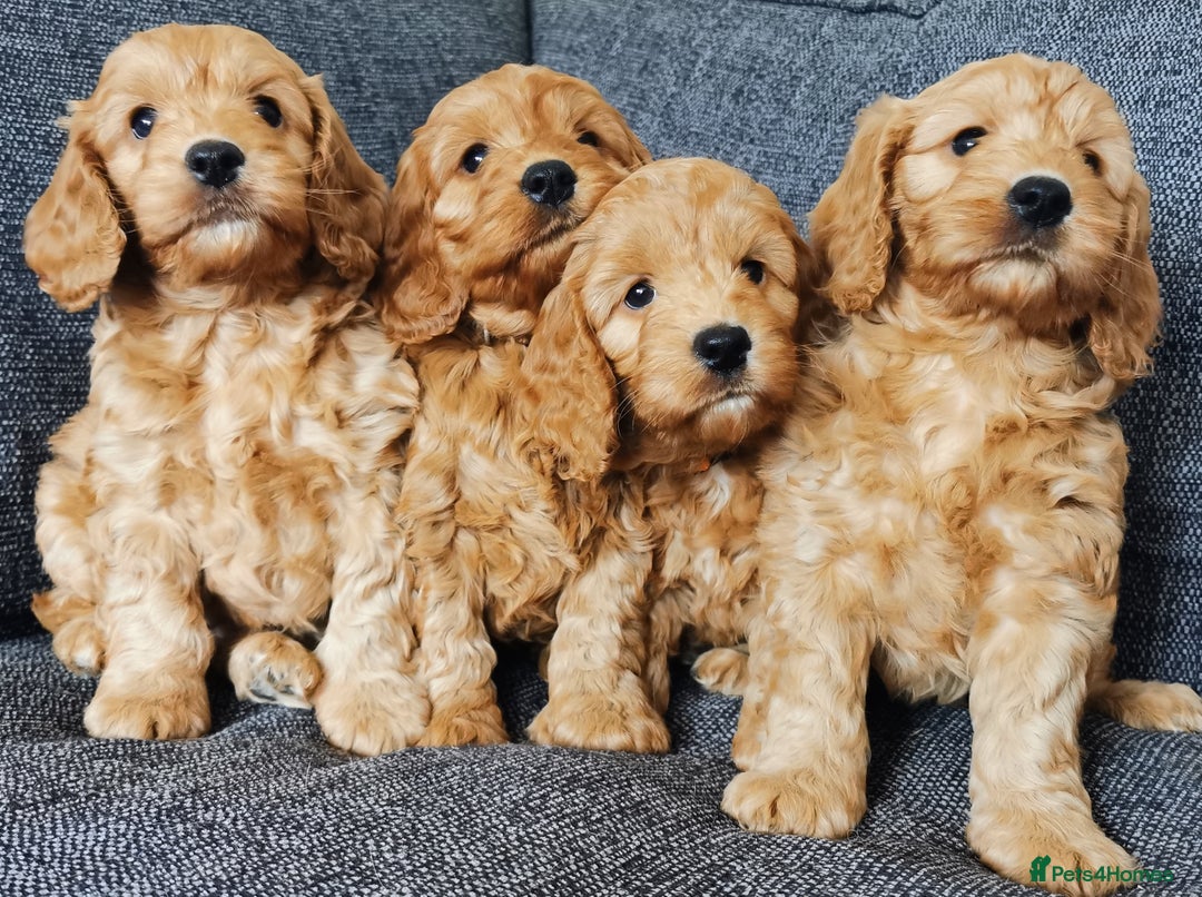 Cockapoo dogs for sale: Outstanding quality F1 Cockapoo pups  - Image 8