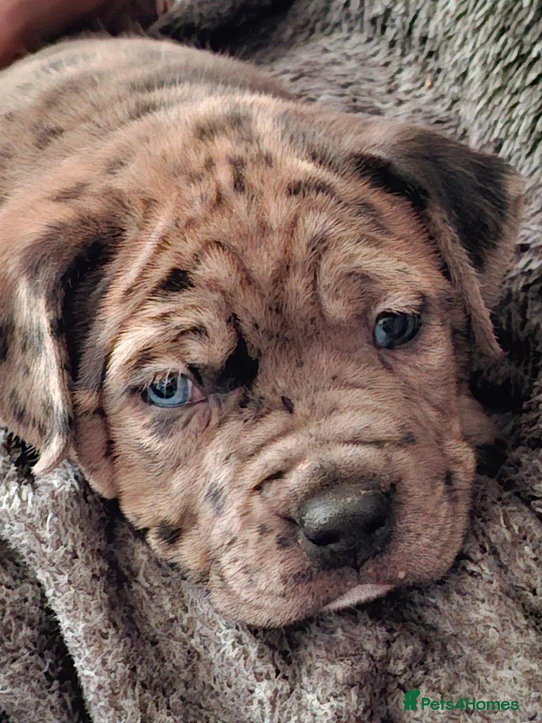 Mixed Breed dogs for sale: 2 male merle pups 5 week old  in Worksop - Advert 2