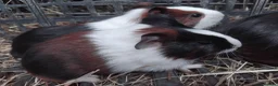 Guinea Pig rodents for sale: Swiss, Dalmation, Chocolate & Tort/White baby Sows - Advert 8