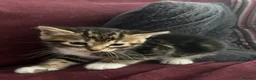 Domestic Shorthair cats for sale: BLACK+GINGER BABY KITTEN/needs to be taken ASAP in London - Advert 7