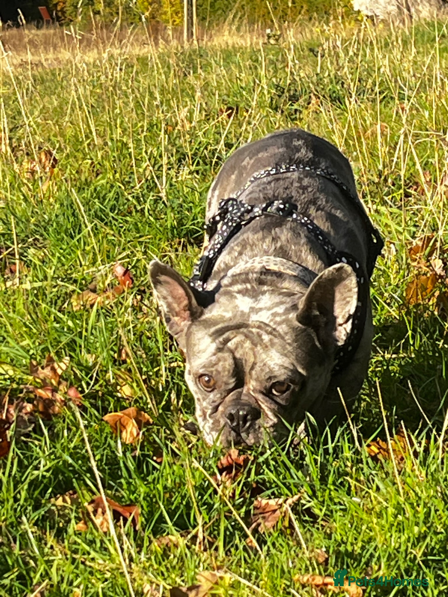 French Bulldog dogs 10 french bulldog puppies  - Advert 7