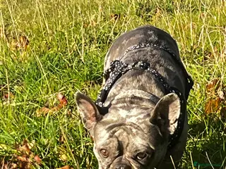 French Bulldog dogs 10 french bulldog puppies - Advert 7