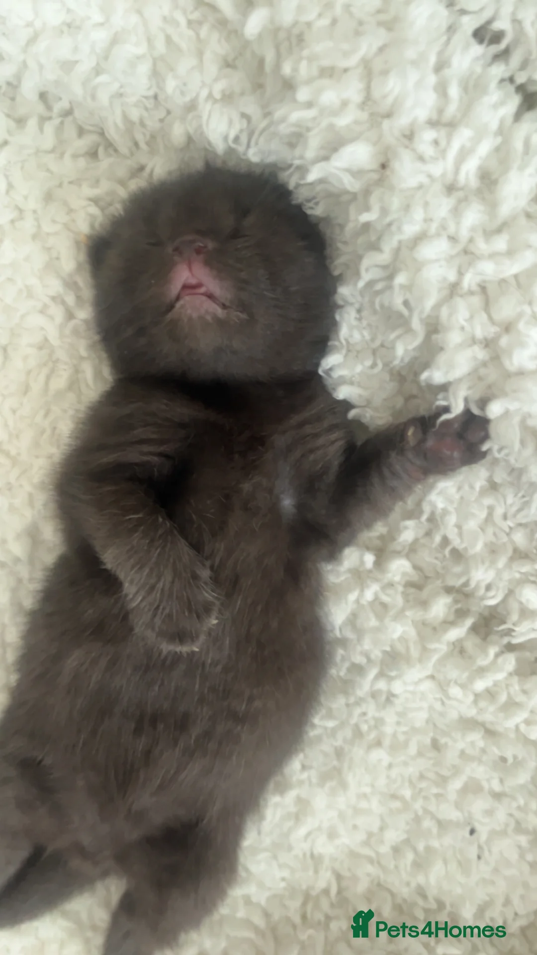 Mixed Breed cats for sale: 6 black cats for sale  - Advert 2