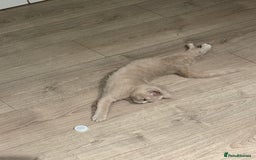 British Shorthair cats for sale: Beautiful British ShortHair Rare Fawn - Advert 16