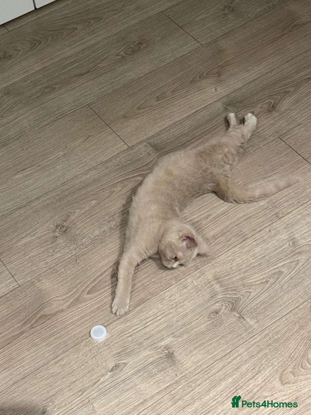 British Shorthair cats for sale: Beautiful British ShortHair Rare Fawn - Advert 16