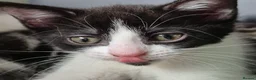 Mixed Breed cats for sale: Amazing family kittens - Advert 7