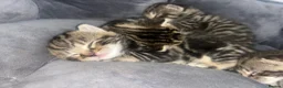 Mixed Breed cats for sale: Mixed tabby and bengal kittens  in Tamworth - Advert 6