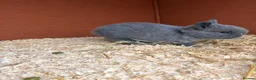 Mixed Breed rabbits for sale: Two beautiful baby bunnies  - Advert 5