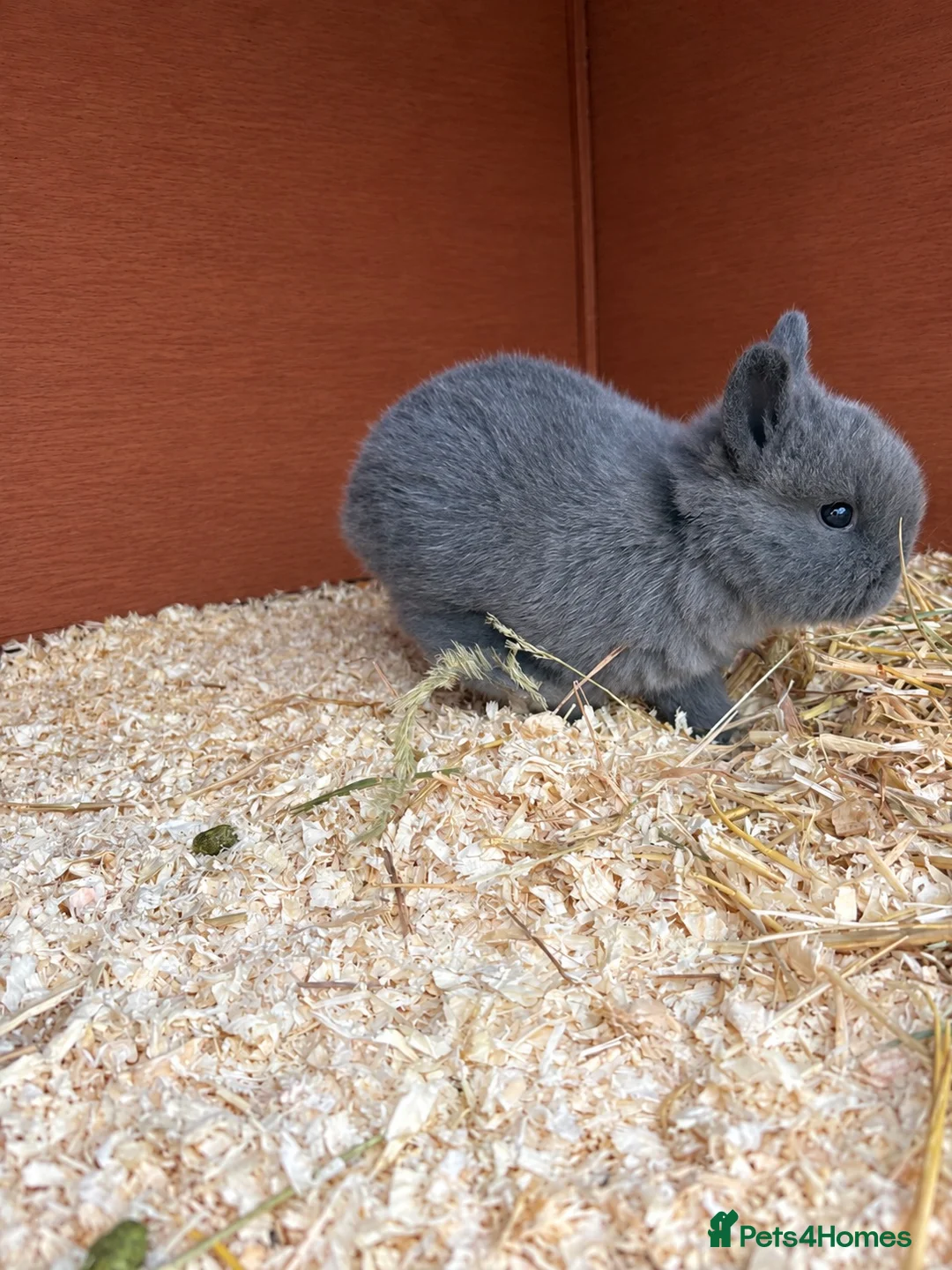 Mixed Breed rabbits for sale: Two beautiful baby bunnies  - Advert 5
