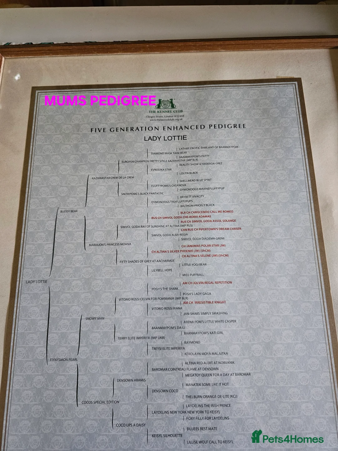 Pomeranian dogs for sale: 3 KC HANDSOME POMERANIAN BOYS - Advert 15