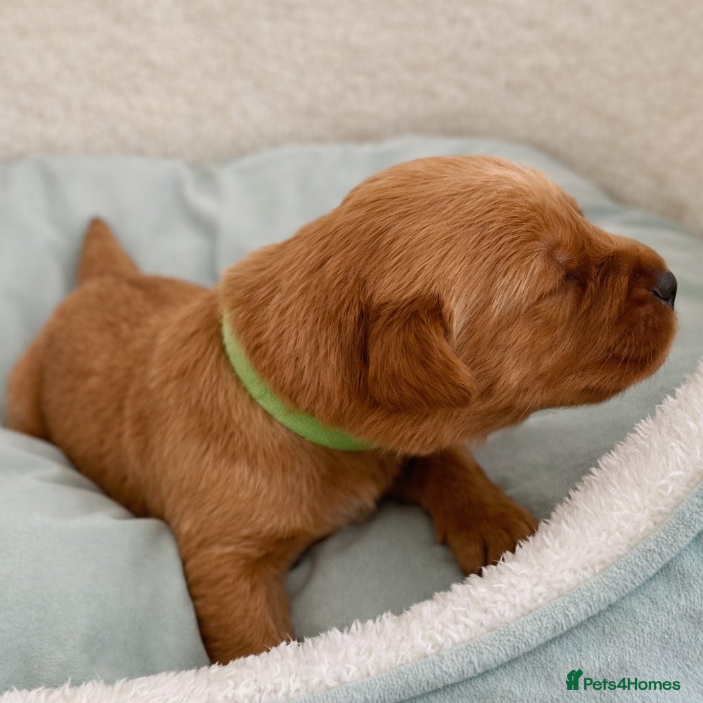 Labrador Retriever dogs Best of Breed Lineage, KC Reg, Fox Red Lab Puppies - Advert 18