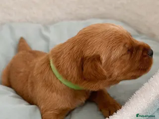 Labrador Retriever dogs Best of Breed Lineage, KC Reg, Fox Red Lab Puppies - Advert 18