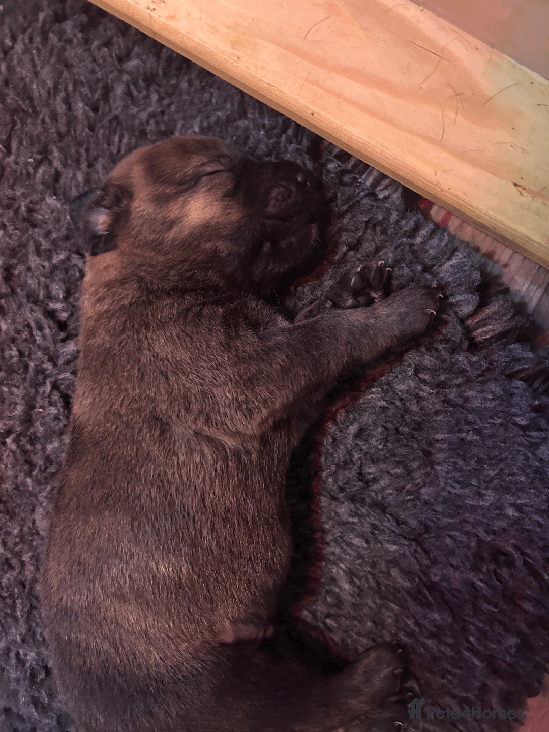 Mixed Breed dogs for sale: Staffordshire Labrador Cross - Image 6