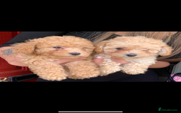 Poochon dogs for sale: Ready now, 1 boy and 1 girl Toy Poochon - Image 11