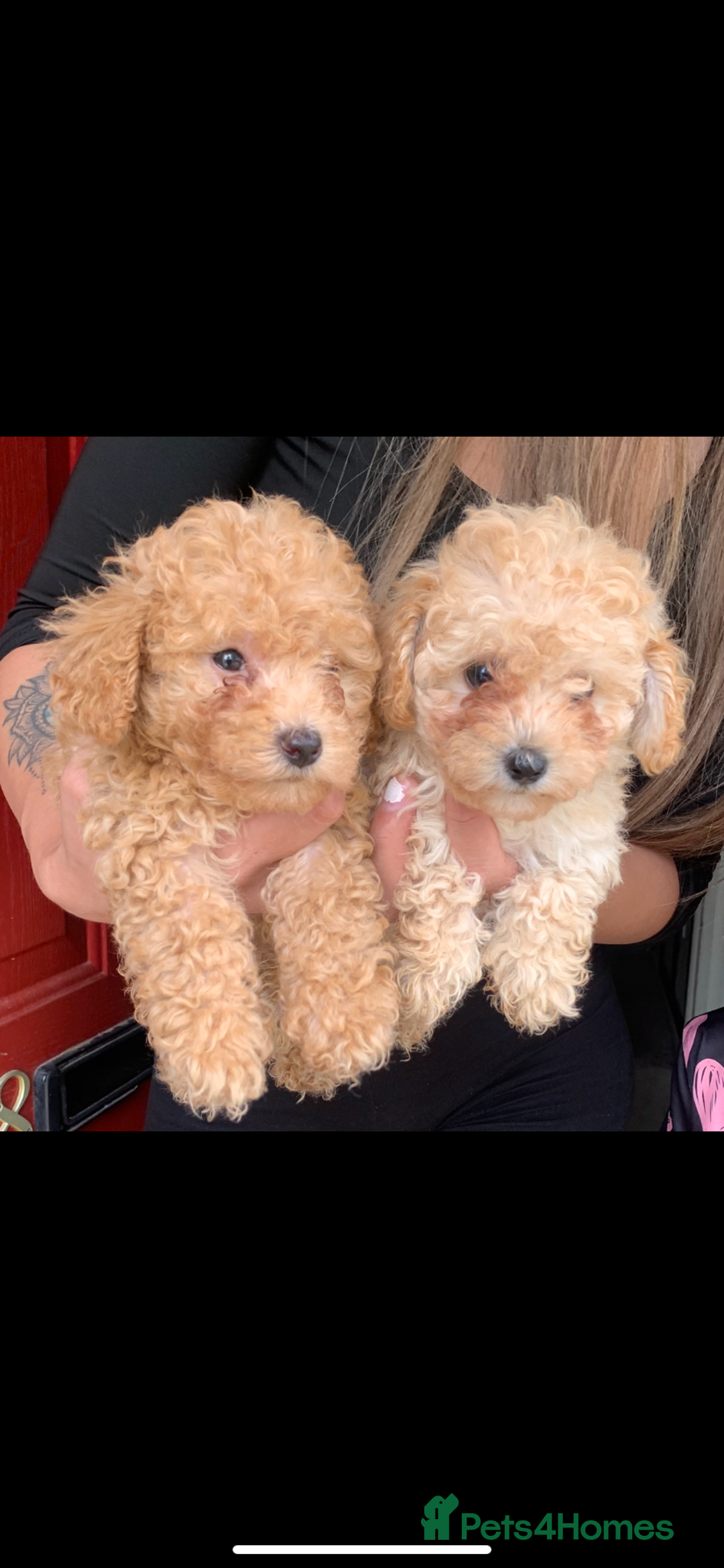 Poochon dogs for sale: Ready now, 1 boy and 1 girl Toy Poochon - Image 11