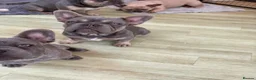 French Bulldog dogs for sale: Beautiful Male French Bulldog Puppies - Advert 2
