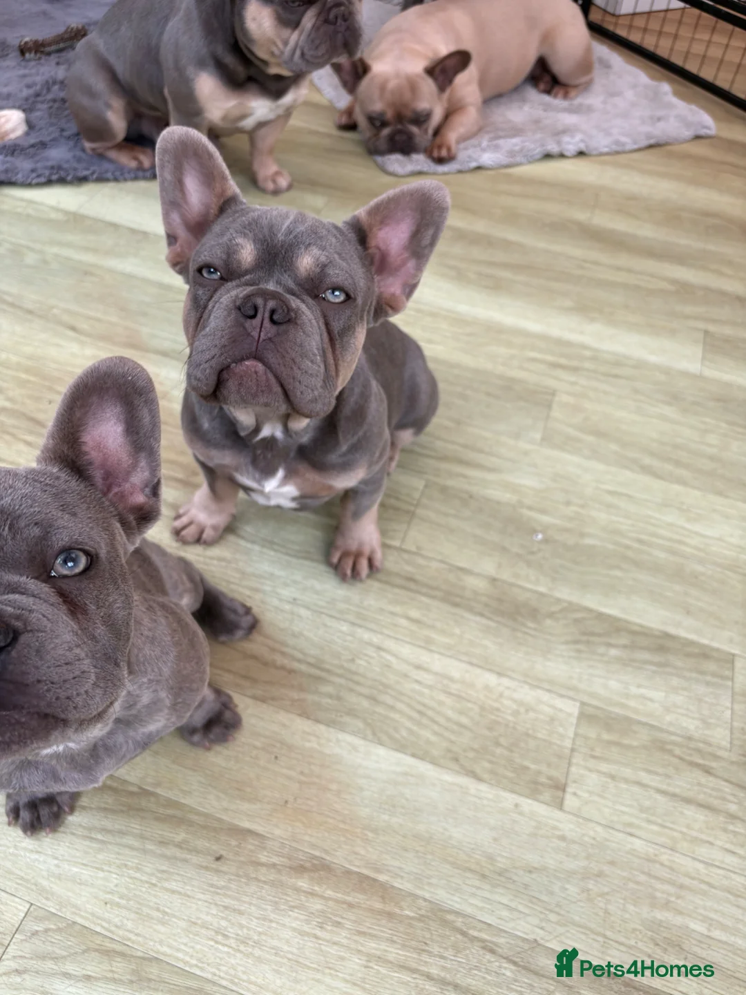 French Bulldog dogs for sale: Beautiful Male French Bulldog Puppies - Advert 2