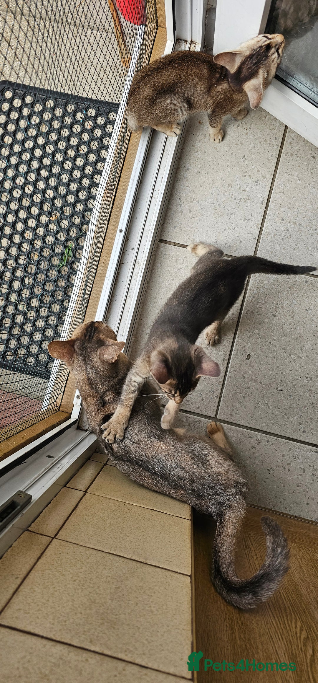 Mixed Breed cats for sale: Abyssinian x Snow Bengal  - Image 18