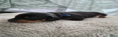Miniature Dachshund Puppy 3