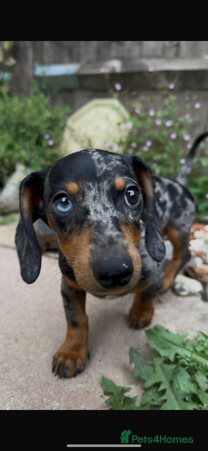 Miniature Dachshund dogs Winnie - Advert 13