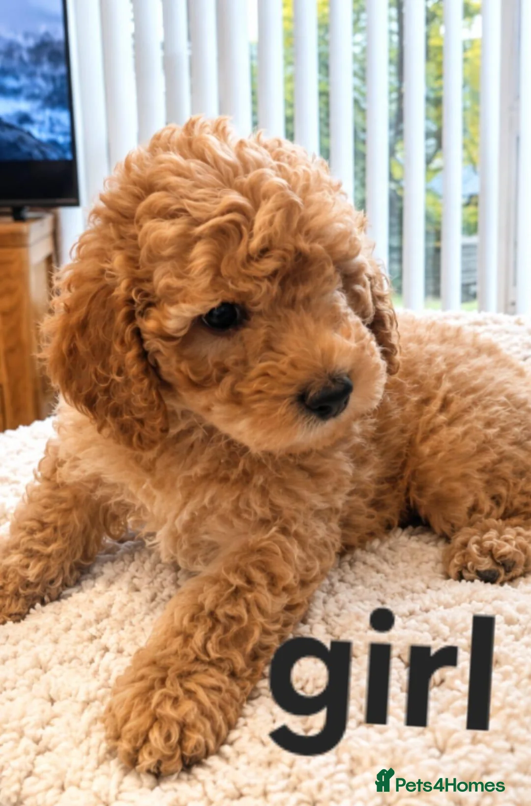 Toy Poodle dogs for sale: Toy poodle  - Advert 2