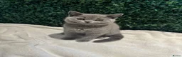 British Shorthair cats for sale: 💐British Shorthair Kittens (Blue)💐 - Advert 14