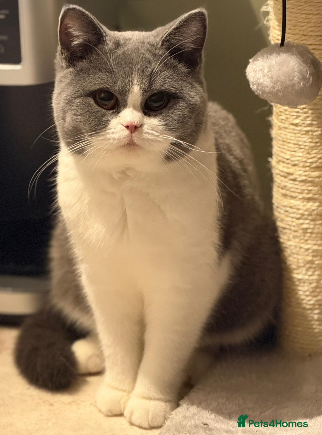 British Shorthair cats for sale: Stunning British shorthair  - Advert 2