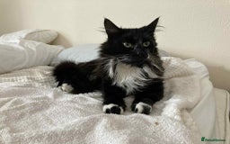 Mixed Breed cats for adoption: Merlin is seeking his forever home - Image 1