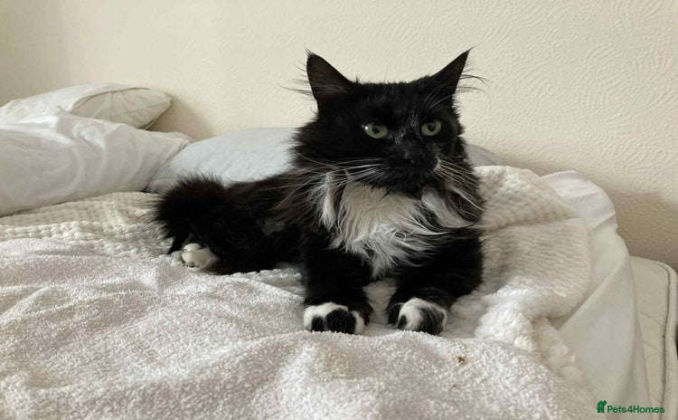 Mixed Breed cats - Advert 3