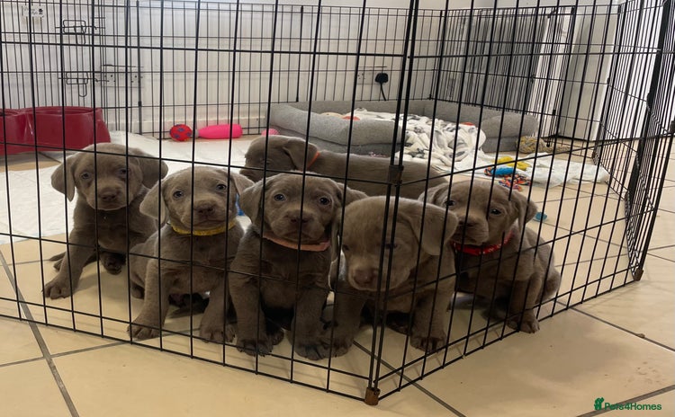 Labrador Retriever dogs Stunning silver Labradors ready now boys only  - Advert 13