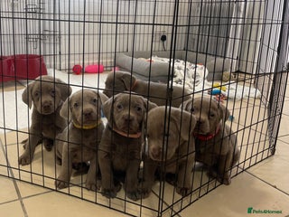 Labrador Retriever dogs Stunning silver Labradors ready now boys only - Advert 1