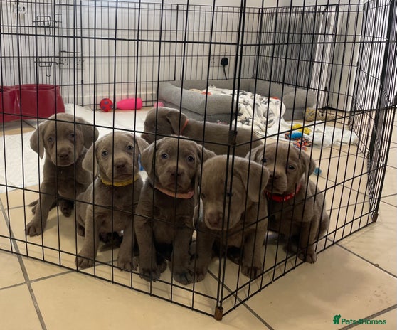 Labrador Retriever dogs Stunning silver Labradors ready now boys only - Advert 13