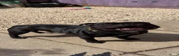 Staffordshire Bull Terrier dogs for stud: Stud passes 17 cc to pups pedigree   blue genes  - Advert 3