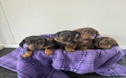 Dachshund dogs for sale: Dachshund puppy’s  - Image 1